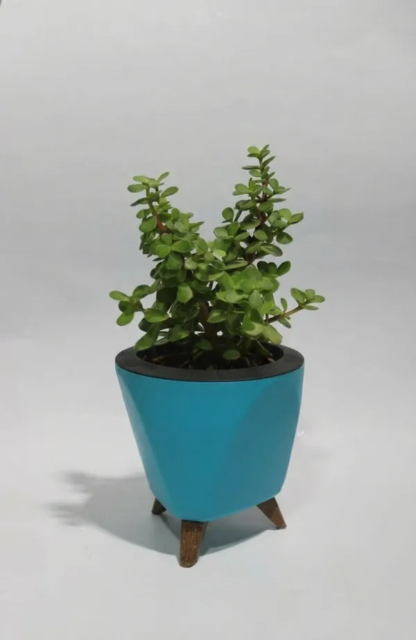 Jade_Plant_LGs