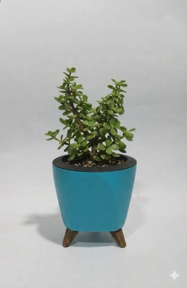 Jade_Plant_LGs