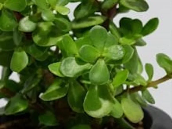 Jade_Plant_LGs