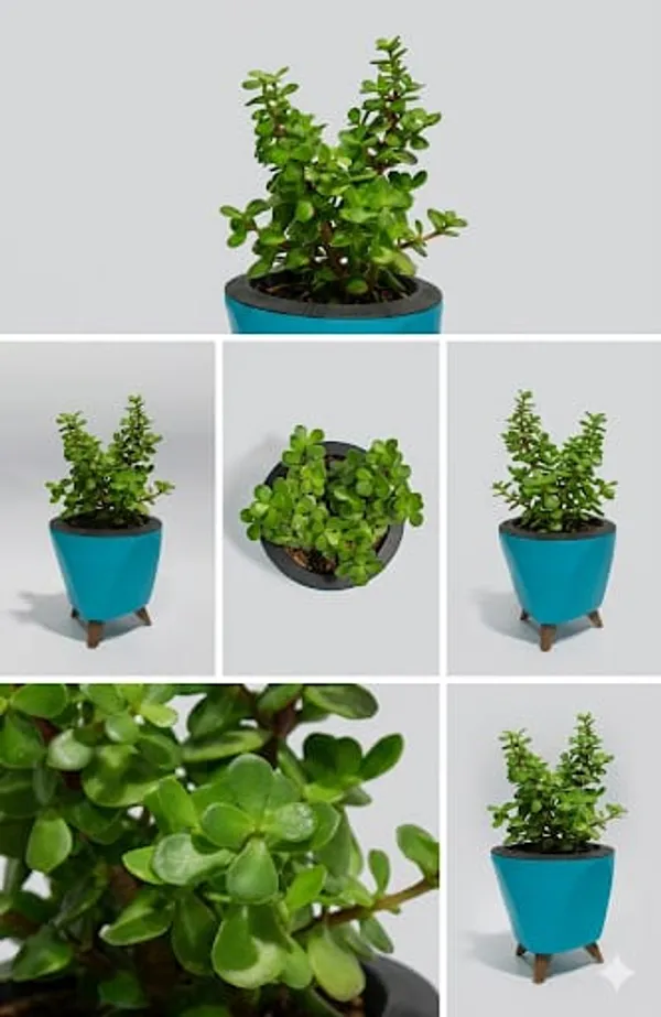 Jade_Plant_LGs