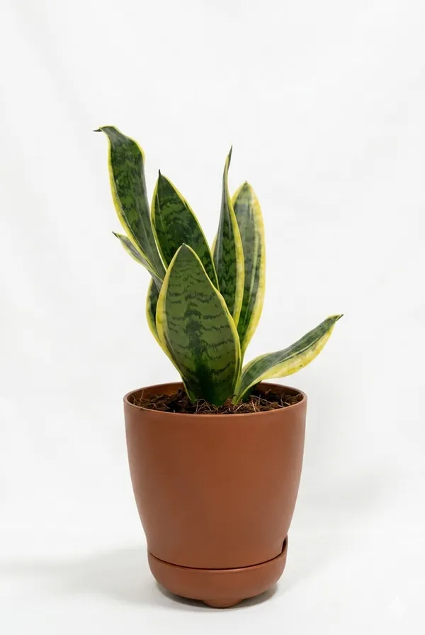 Snake_Plant_YDs