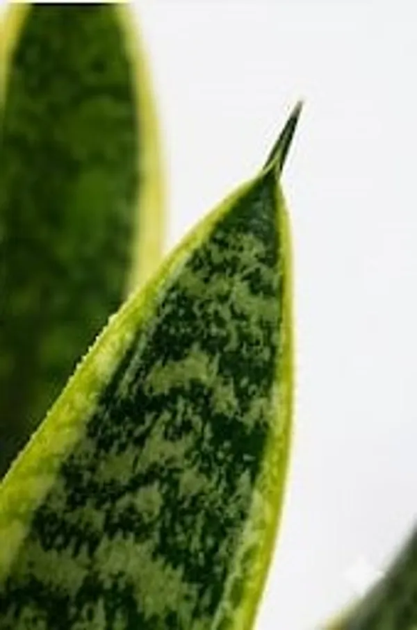 Snake_Plant_YDs