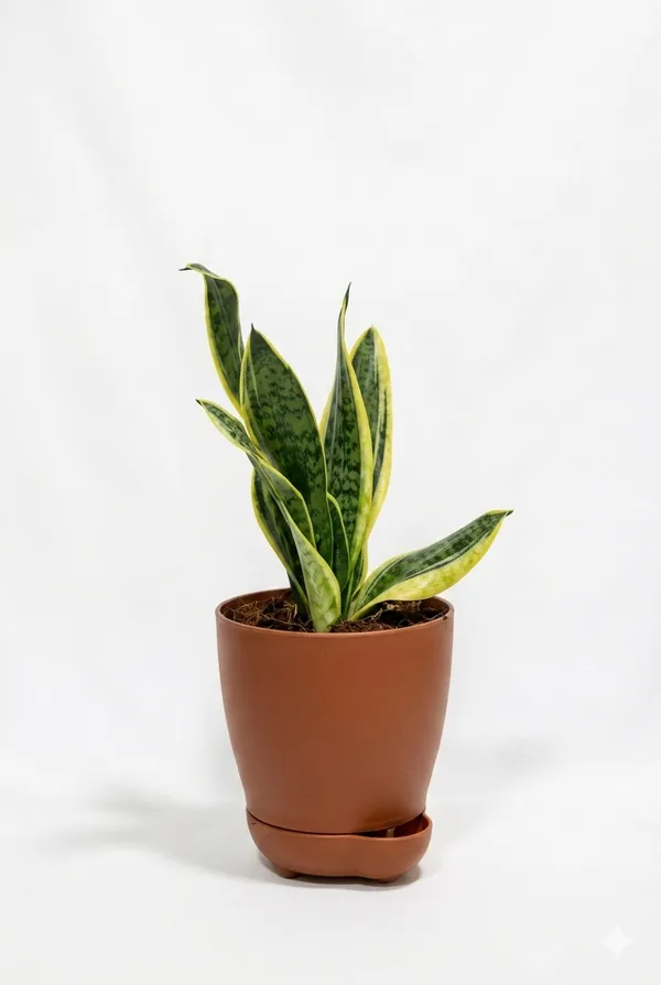 Snake_Plant_YDs