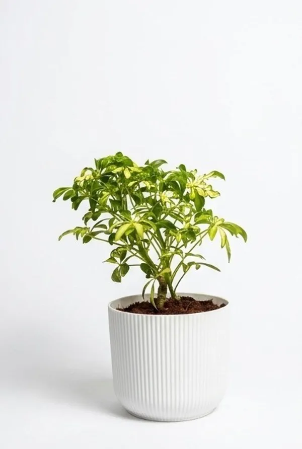 Saplera_Dwarf_Mini_IBs