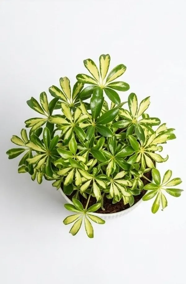 Saplera_Dwarf_Mini_IBs