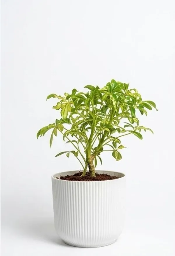 Saplera_Dwarf_Mini_IBs