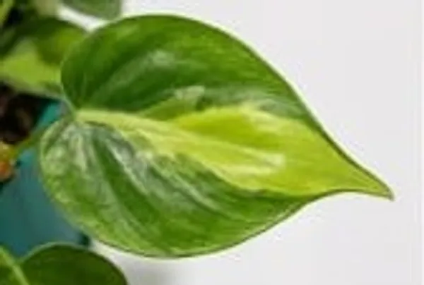 Variegated_Oxycardium_ATs