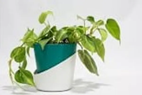Variegated_Oxycardium_ATs