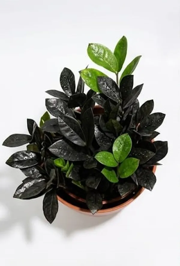 Black_ZZ_plant_YDs