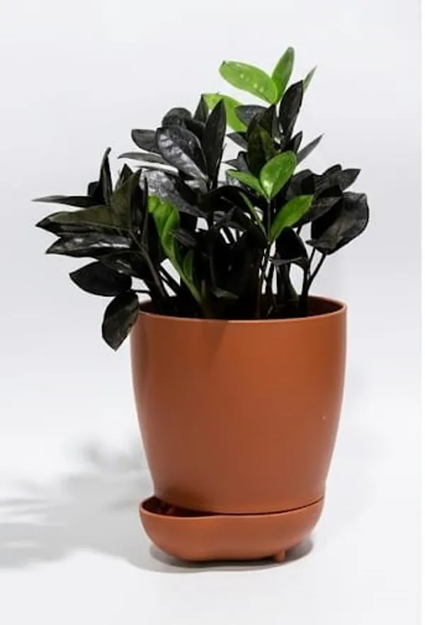 Black_ZZ_plant_YDs