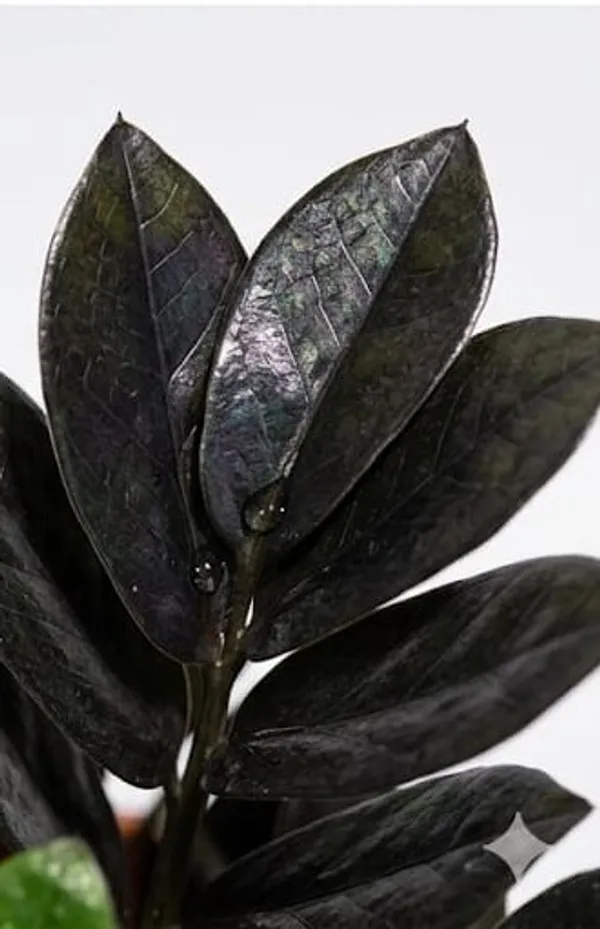 Black_ZZ_plant_YDs