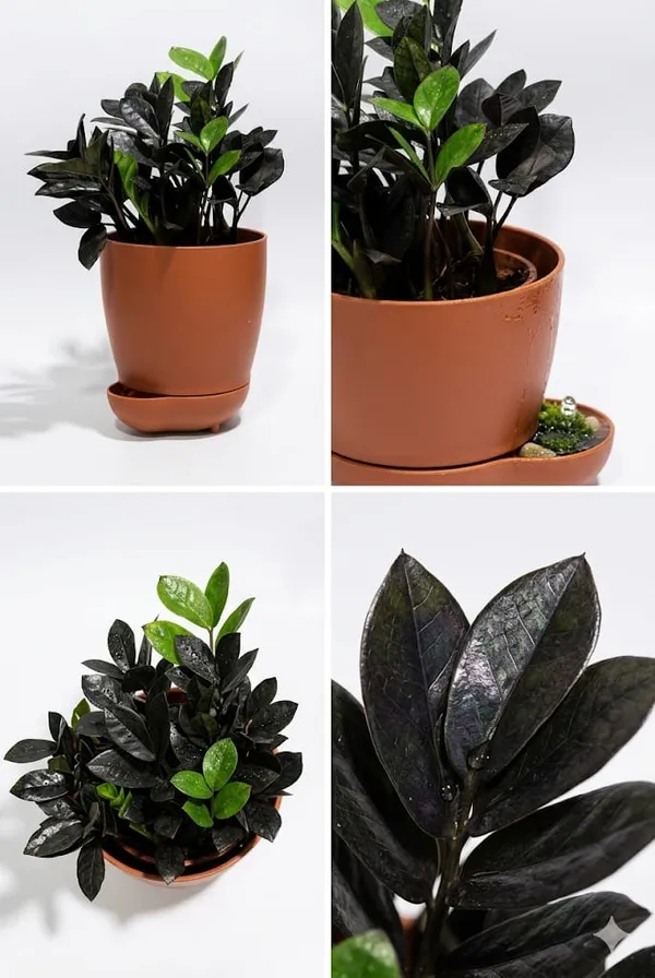 Black_ZZ_plant_YDs