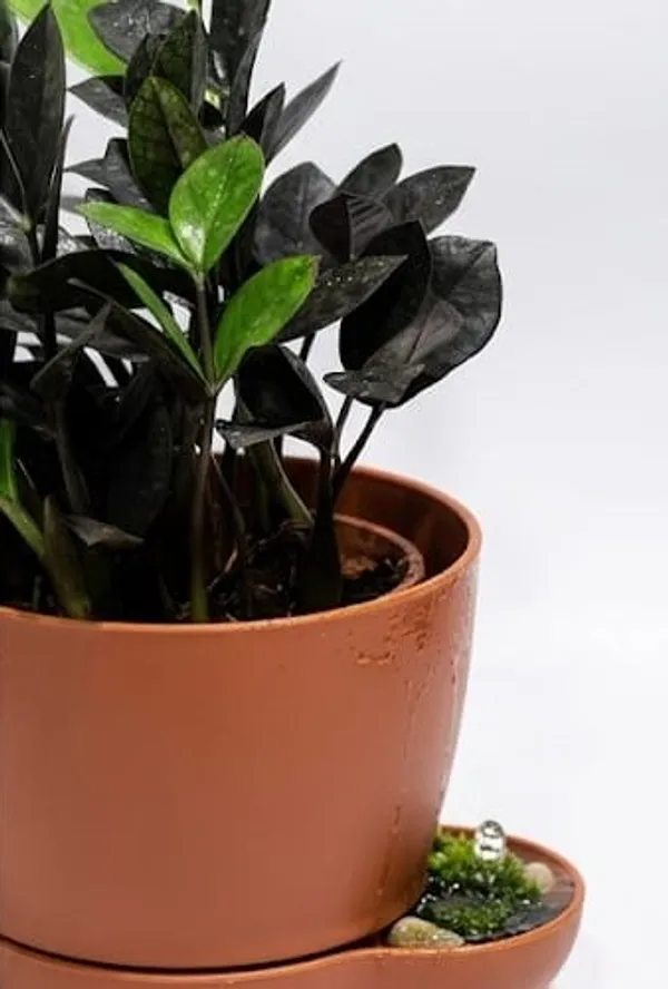 Black_ZZ_plant_YDs