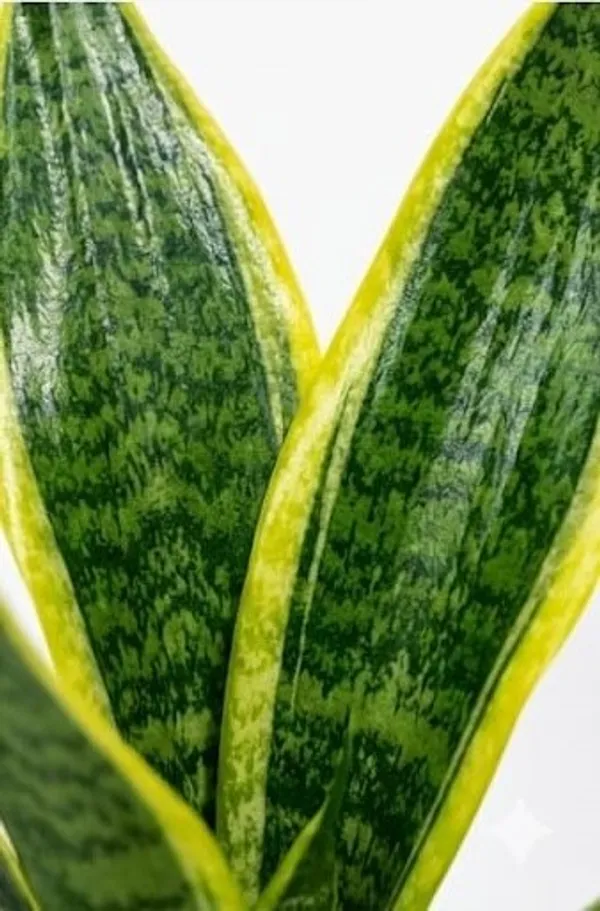 Snake_Plant_IBs