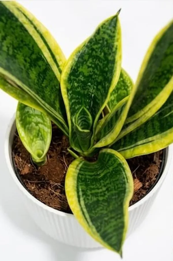Snake_Plant_IBs