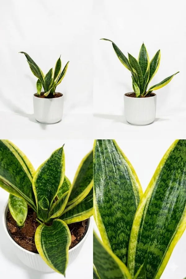 Snake_Plant_IBs