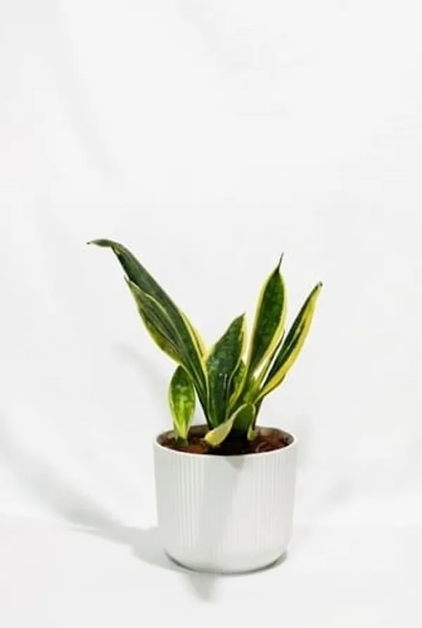 Snake_Plant_IBs
