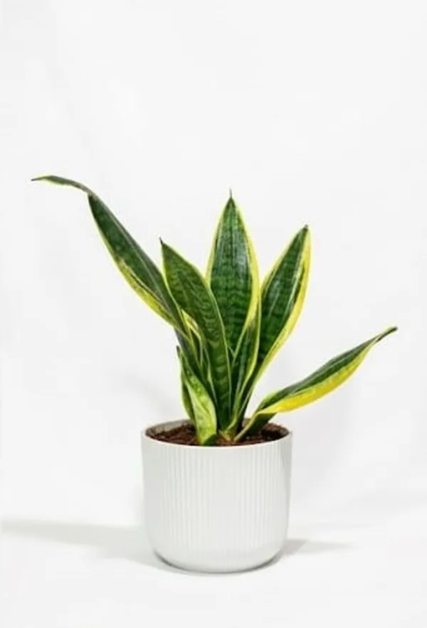 Snake_Plant_IBs