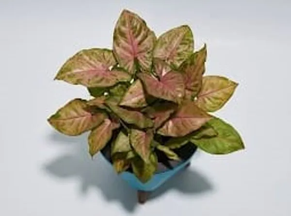 Pink_Syngonium_LGs