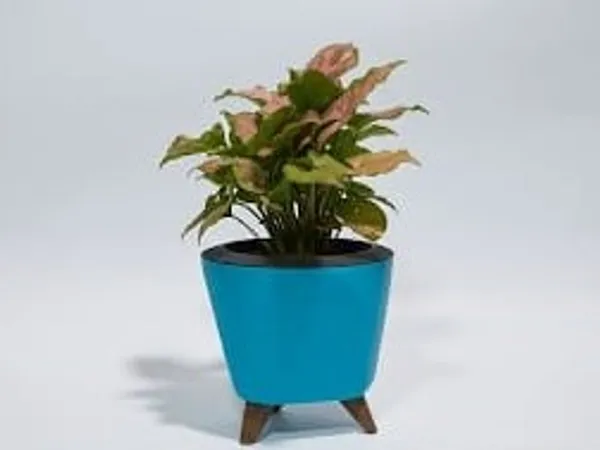 Pink_Syngonium_LGs