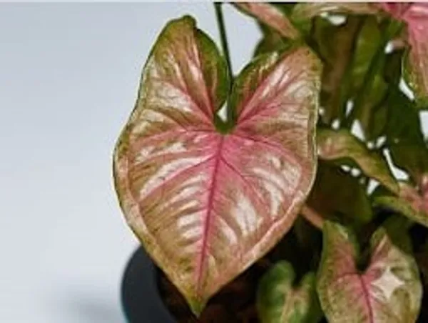 Pink_Syngonium_LGs