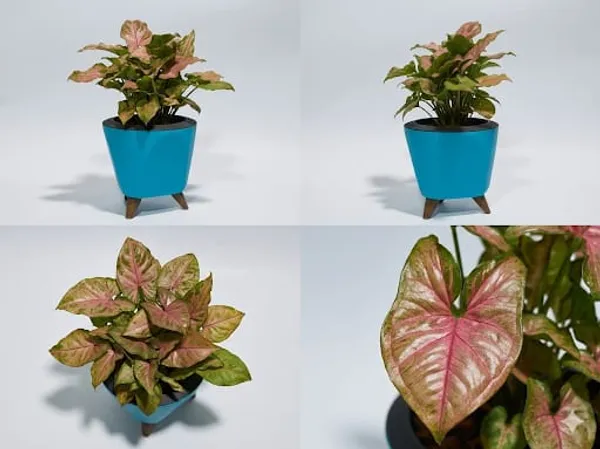 Pink_Syngonium_LGs