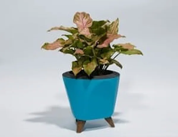 Pink_Syngonium_LGs