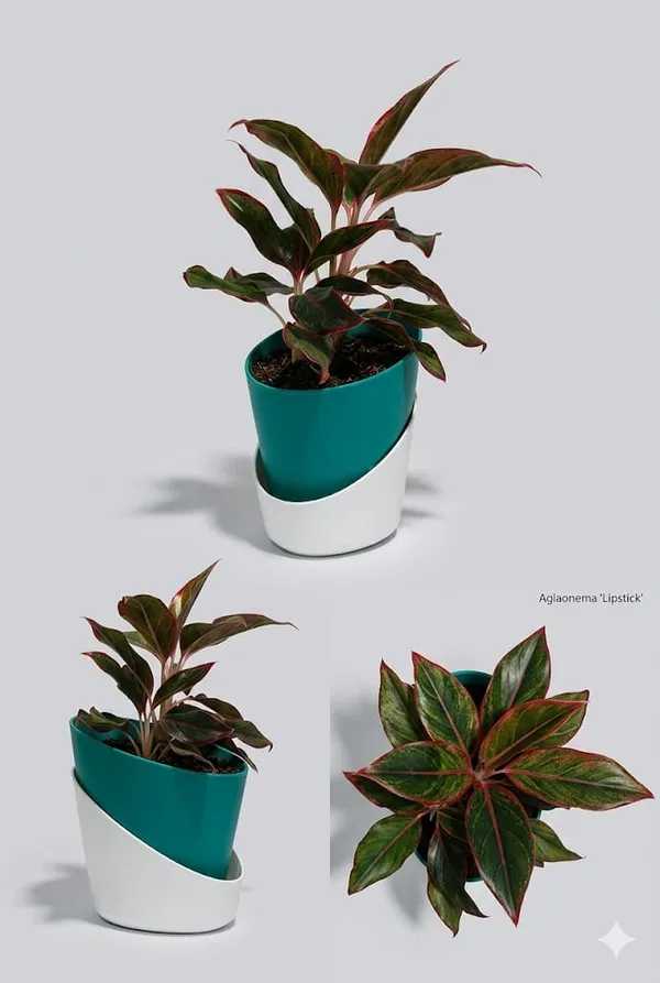 Aglaonema_Lipstick_ATs