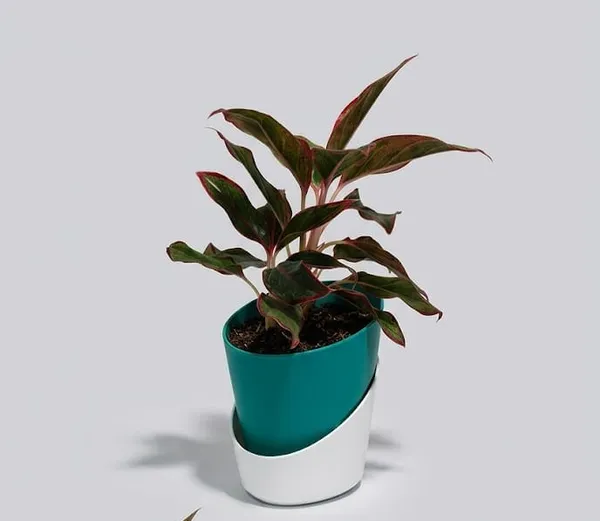 Aglaonema_Lipstick_ATs