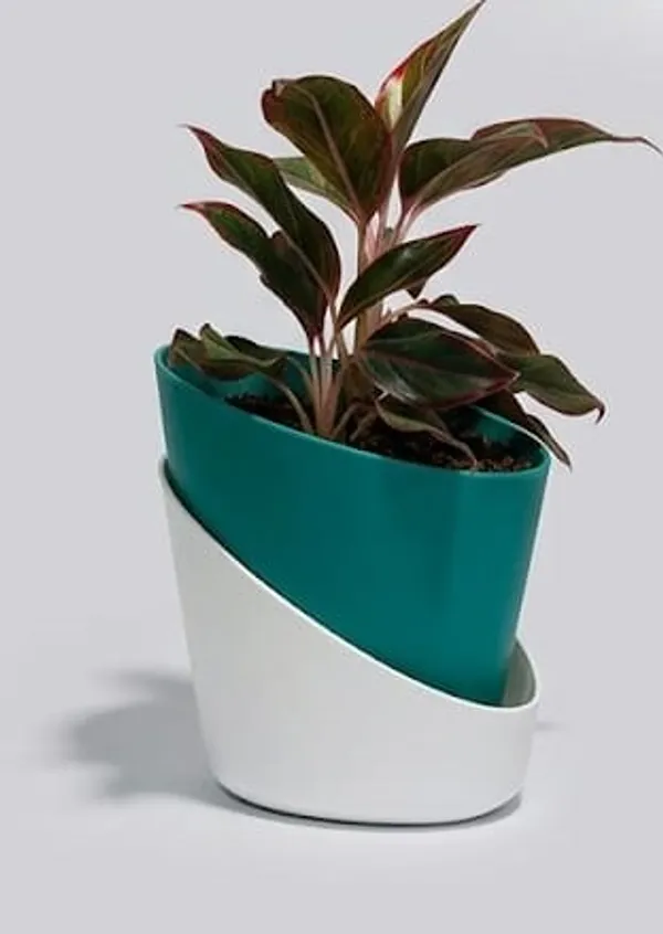 Aglaonema_Lipstick_ATs