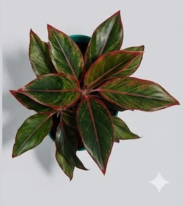 Aglaonema_Lipstick_ATs