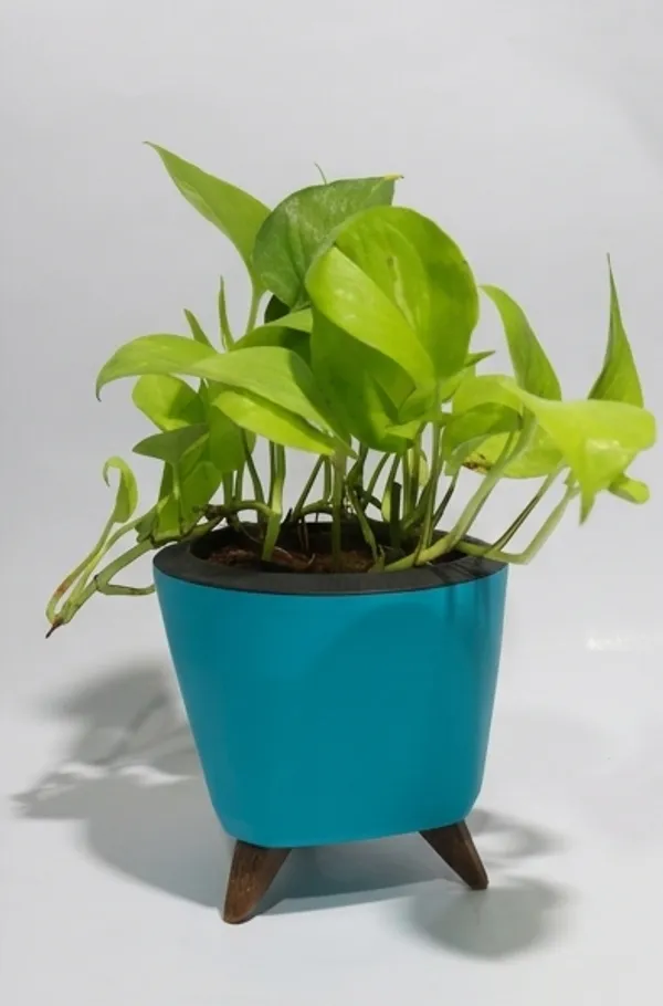 Money_Plant_LGs