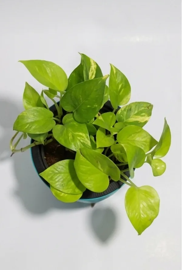 Money_Plant_LGs