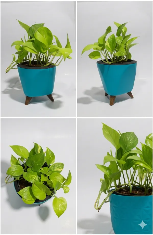 Money_Plant_LGs