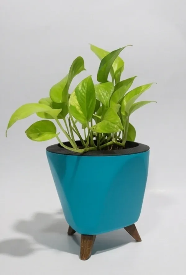 Money_Plant_LGs