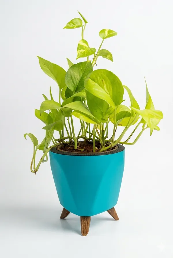 Money_Plant_LGs
