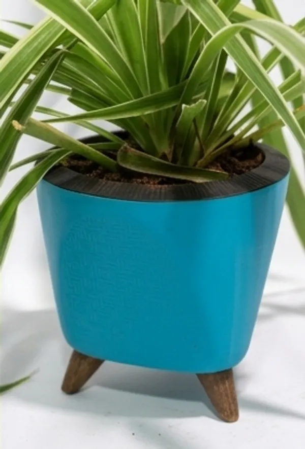 Chlorophytum_Spider_LGs
