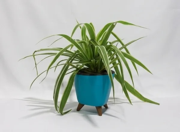 Chlorophytum_Spider_LGs