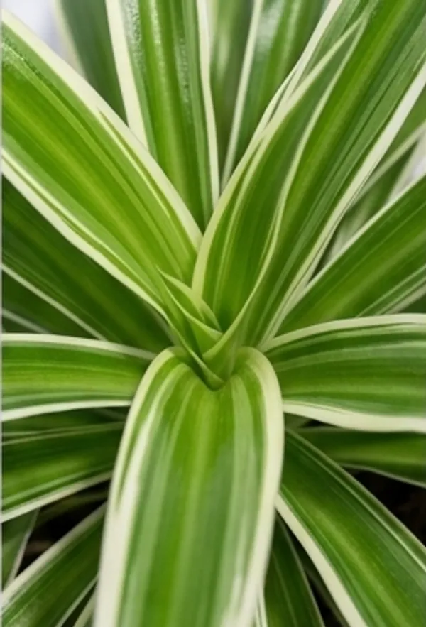 Chlorophytum_Spider_LGs
