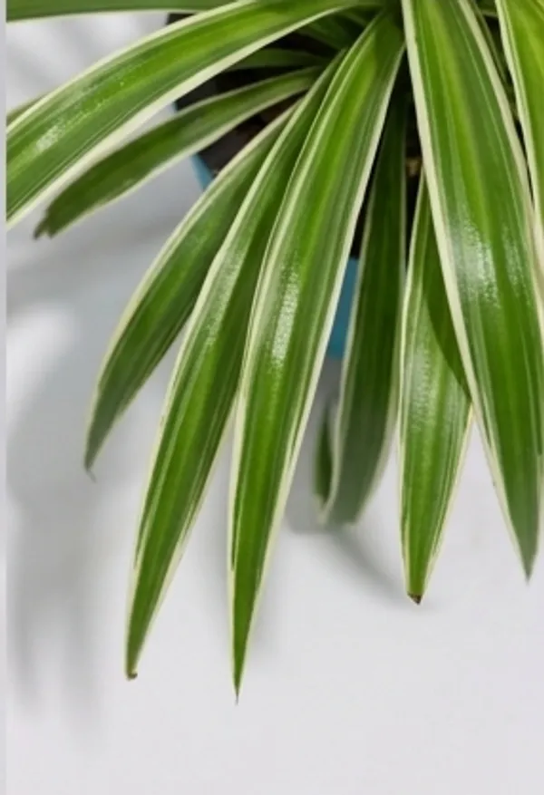 Chlorophytum_Spider_LGs