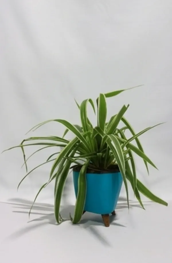 Chlorophytum_Spider_LGs