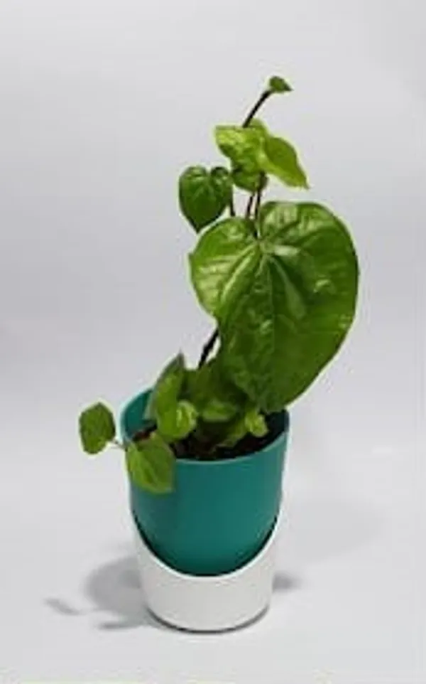 Betel_Leaf_ATs