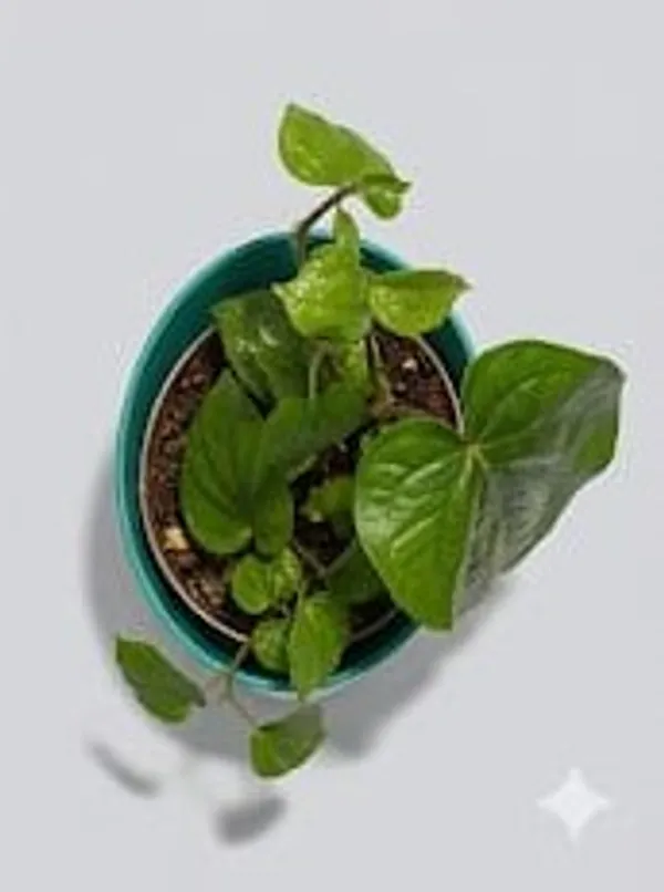 Betel_Leaf_ATs