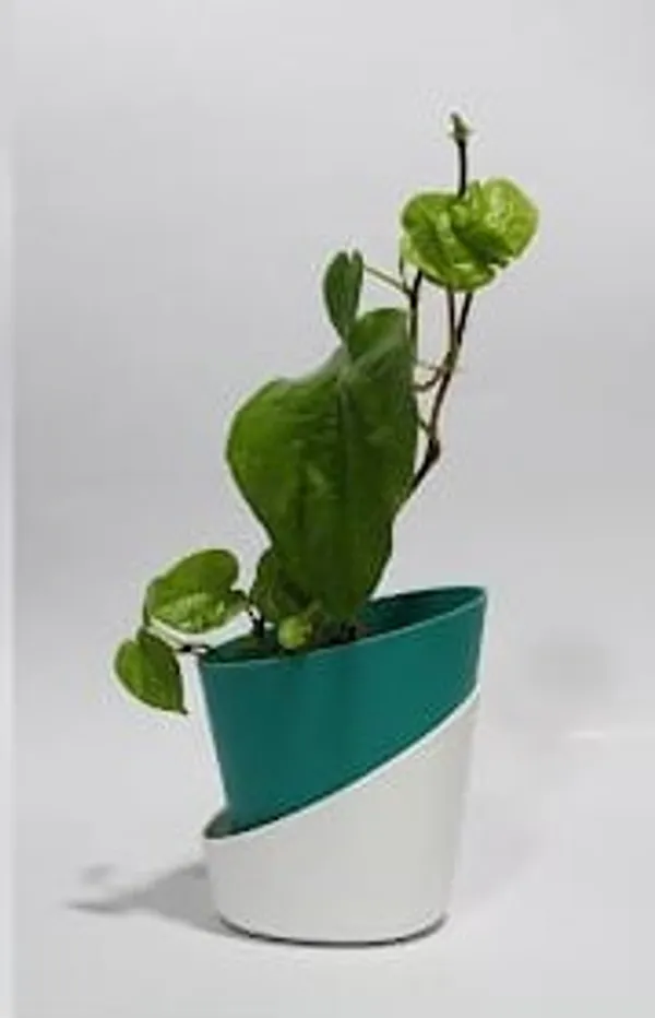 Betel_Leaf_ATs