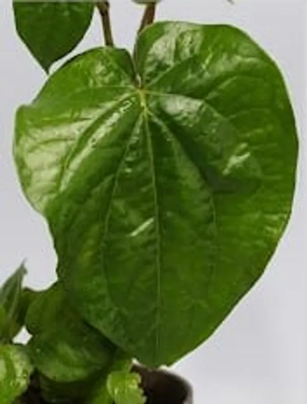 Betel_Leaf_ATs