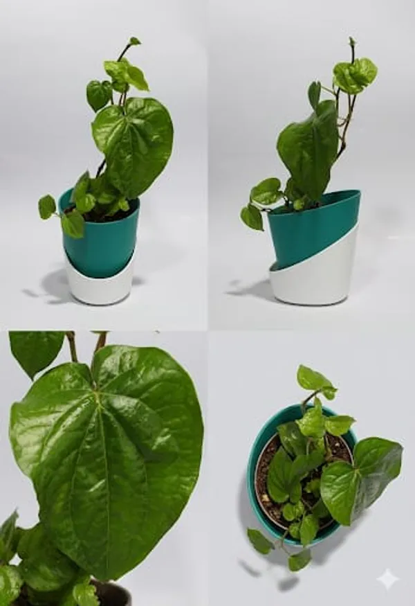 Betel_Leaf_ATs