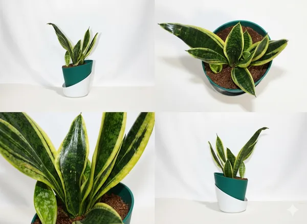 Snake_Plant_ATs