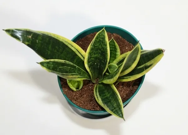 Snake_Plant_ATs