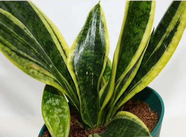 Snake_Plant_ATs