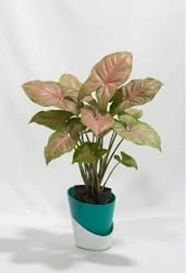 Pink_Syngonium_ATs